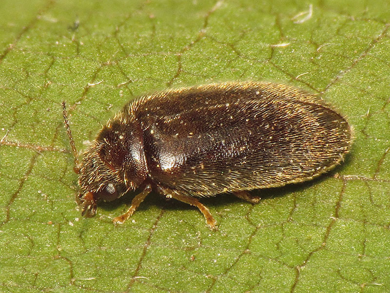 piccolo e peloso - Scirtidae: Cyphon sp.